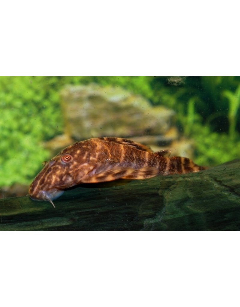 Zwergschilderwels - Panaqolus maccus L104