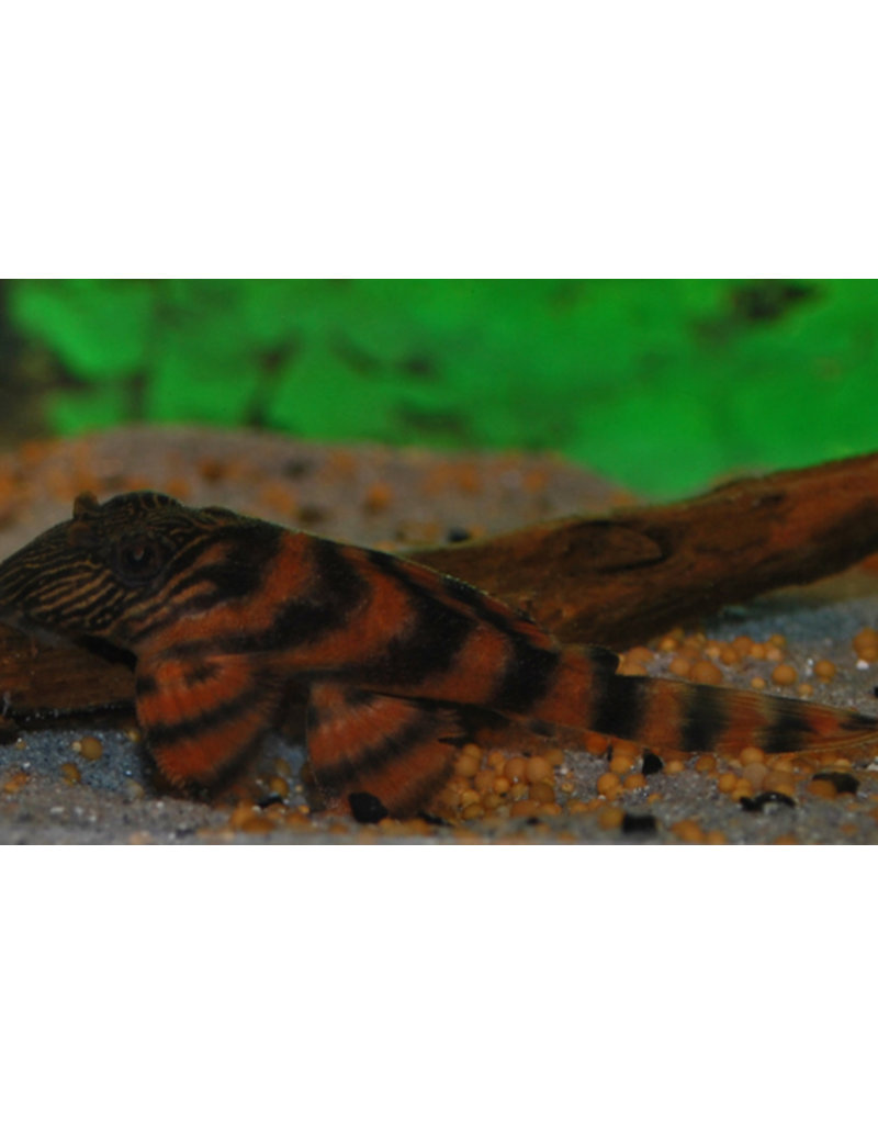 Alenquer Tiger Harnischwels - Panaqolus sp. L397