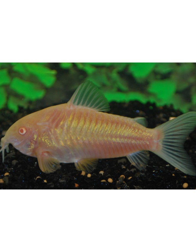 Metallpanzerwels - Corydoras aeneus "Albino"