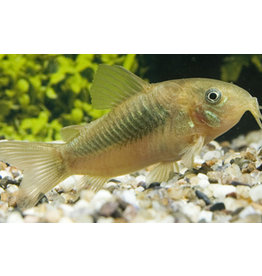 Metallpanzerwels - Corydoras aeneus