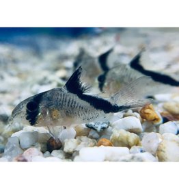 Kopfbinden Panzerwels - Corydoras melini