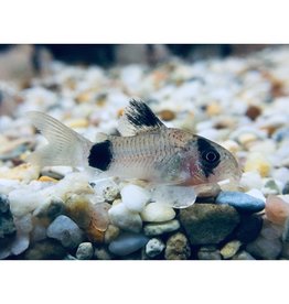 Panda Panzerwels - Corydoras panda