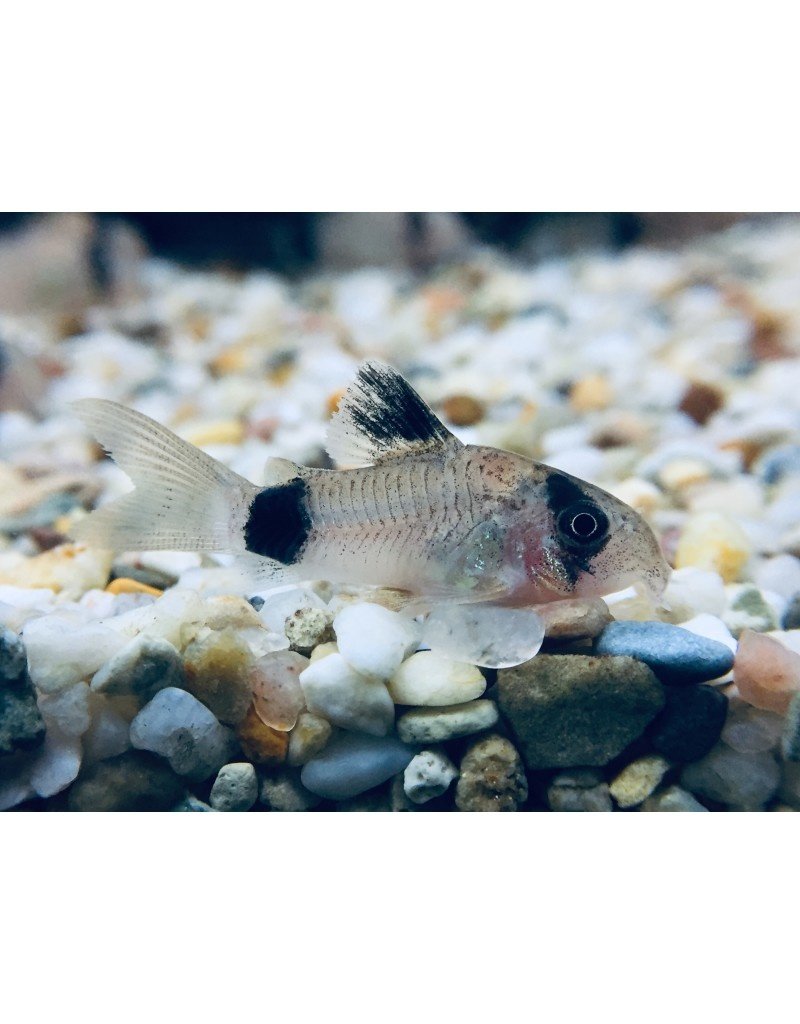 Panda Panzerwels - Corydoras panda