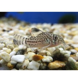 Juli Panzerwels - Corydoras julii