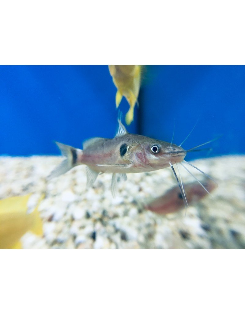 Schulterfleck Stachelwels - Mystus bimaculatus