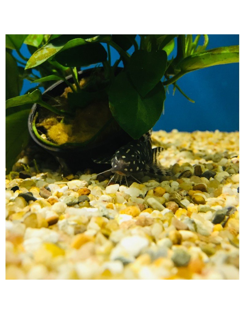 Perlhuhnwels - Synodontis angelicus