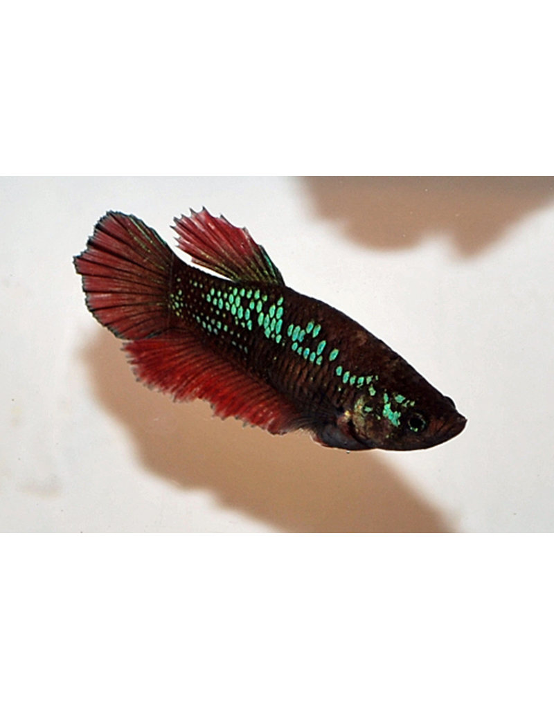 Kampffisch Weibchen - Betta splendens "Halfmoon"