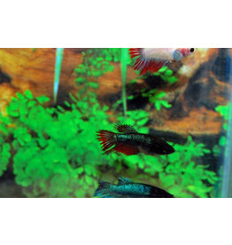 Kampffisch Weibchen - Betta splendens "Crowntail"