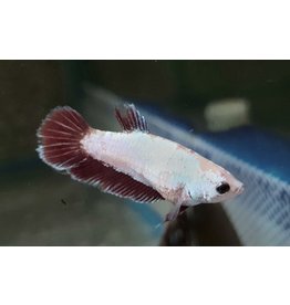 Kampffisch Weibchen - Betta splendens "Super Delta"