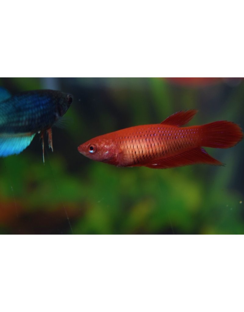 Kampffisch Weibchen - Betta splendens