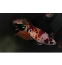 Kampffisch Weibchen - Betta splendens "Plakat Koi Nemo"