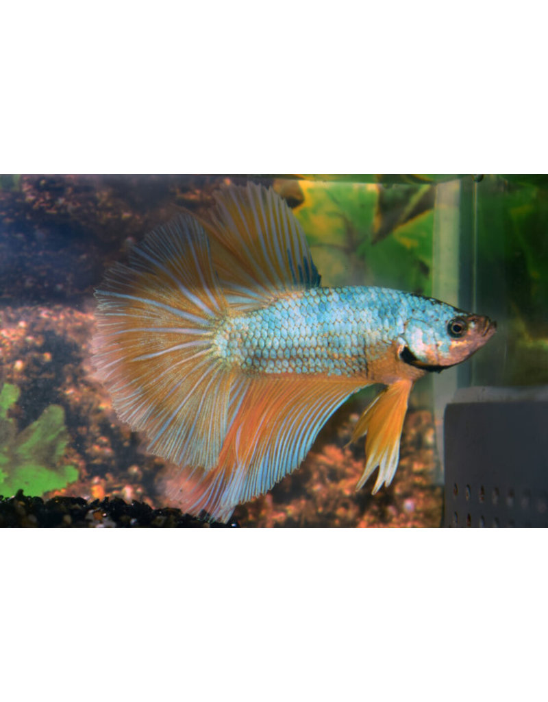 Kampffisch Männchen - Betta splendens "Halfmoon Mustard"