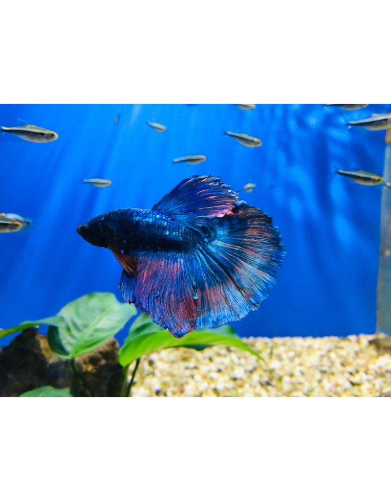 Kampffisch Männchen - Betta splendens "Halfmoon Butterfly"