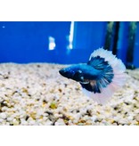 Kampffisch Männchen - Betta splendens "Halfmoon Butterfly"