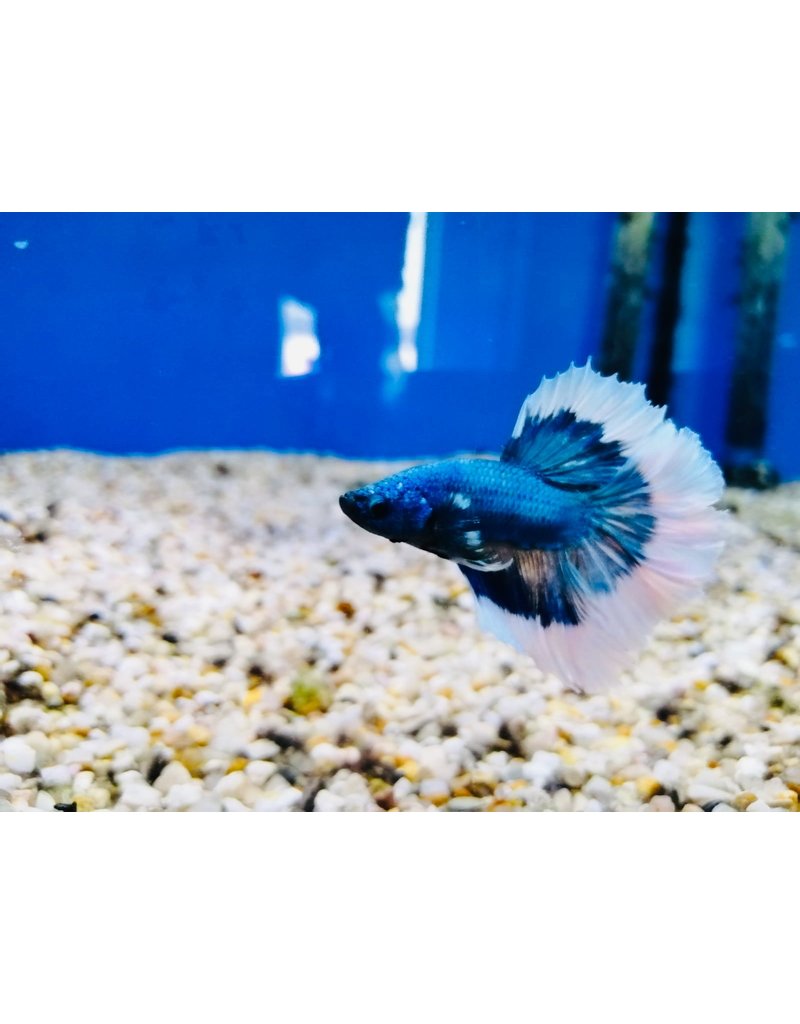 Kampffisch Männchen - Betta splendens "Halfmoon Butterfly"