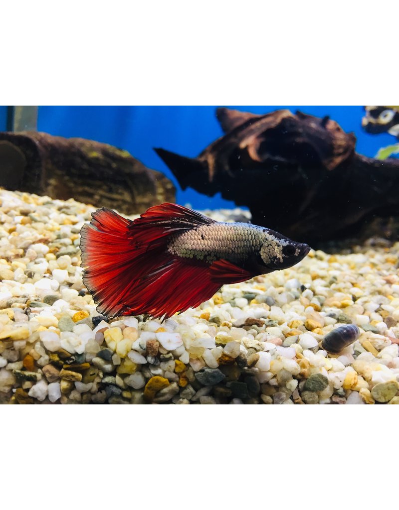 Kampffisch Männchen - Betta splendens "Halfmoon Butterfly"