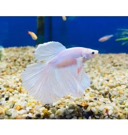 Kampffisch Männchen - Betta splendens "Weiß"