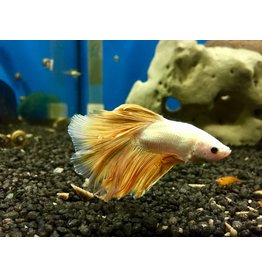 Kampffisch Männchen "Gold"