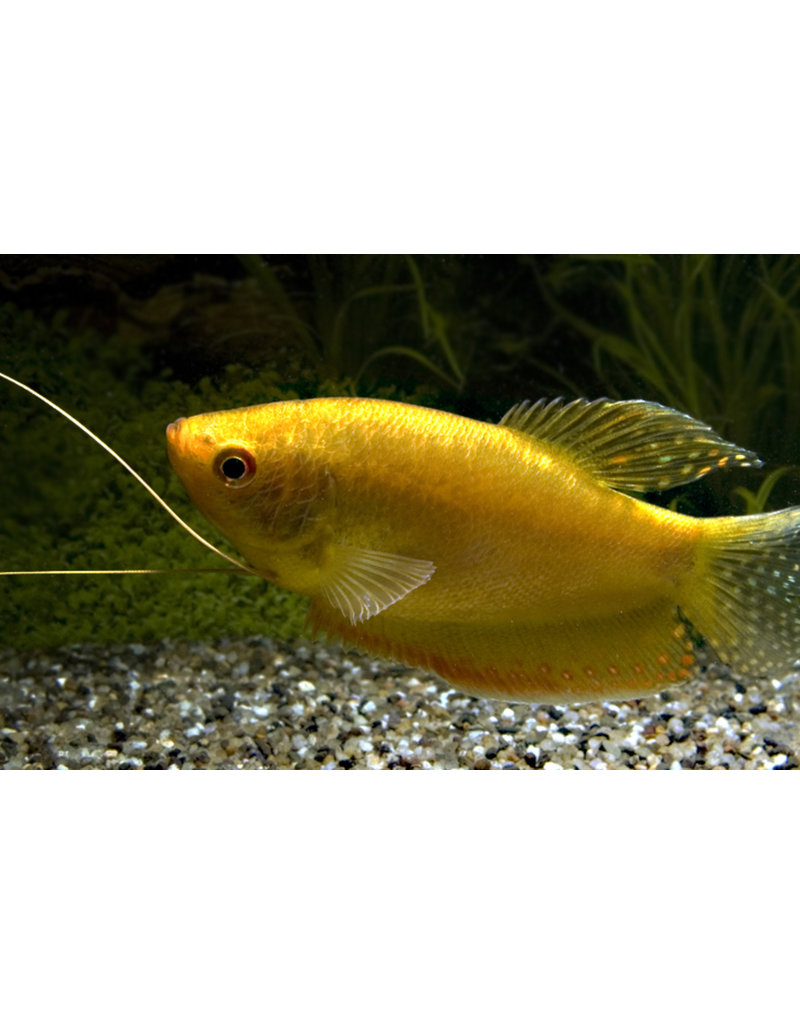 Goldfadenfisch - Trichopodus trichopterus XXL