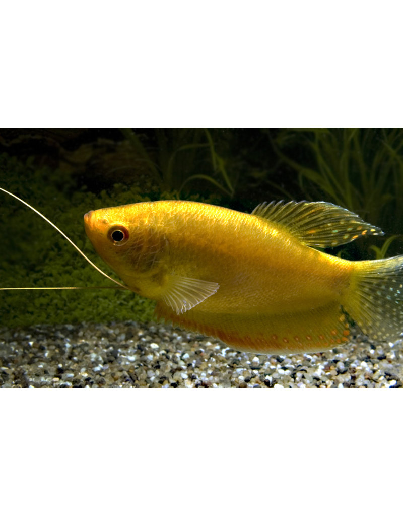 Goldfadenfisch - Trichopodus trichopterus
