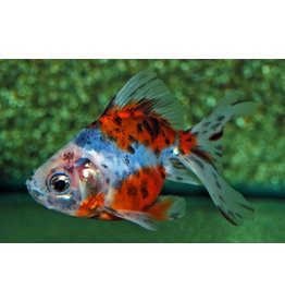 Ryukin - Carassius auratus "Schleier/Calico"