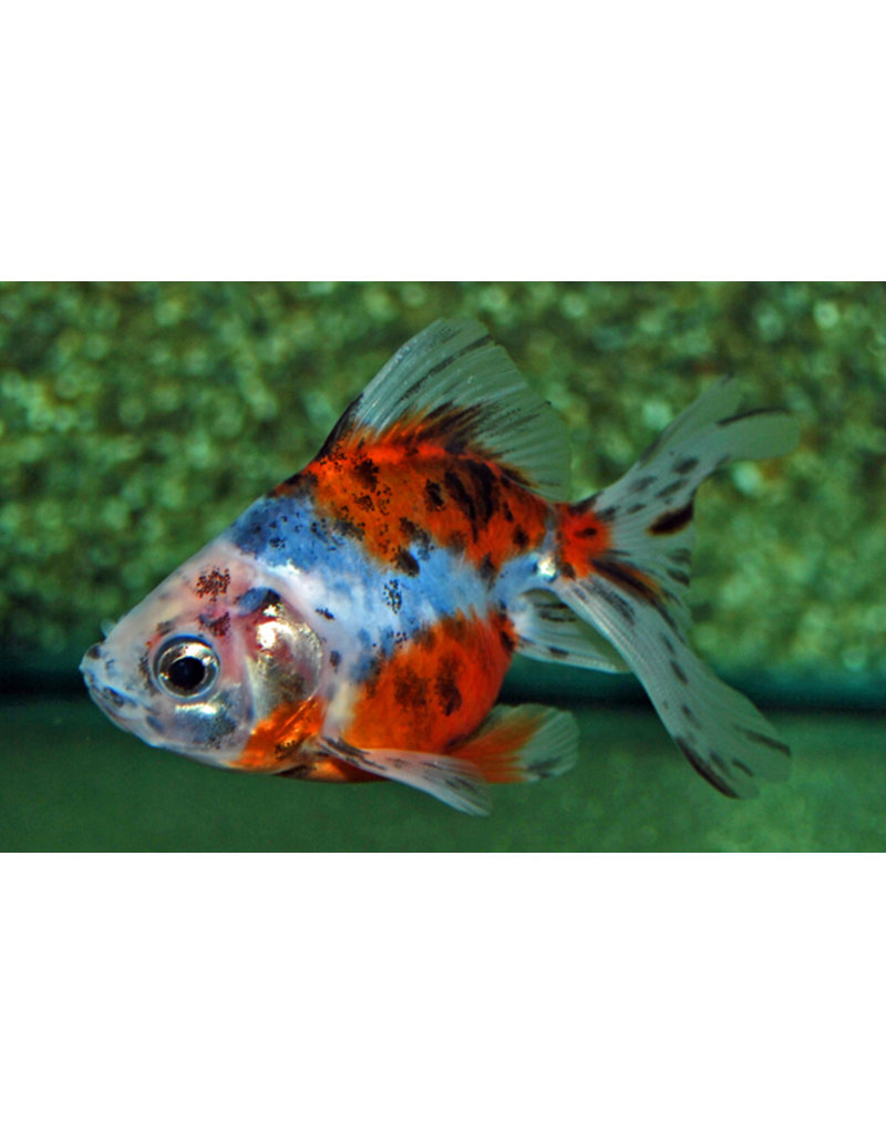 Ryukin - Carassius auratus "Schleier/Calico"