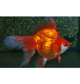 Ryukin - Carassius auratus ""Schleier/rot/weiß"