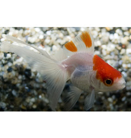 Schleierschwanz - Carassius auratus "Rot/weiß"