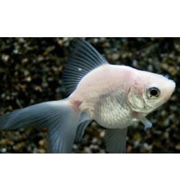 Schleierschwanz - Carassius auratus "Weiß"