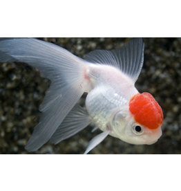 Löwenkopf Goldfisch "Rotkopf" - Carassius auratus 5-6cm