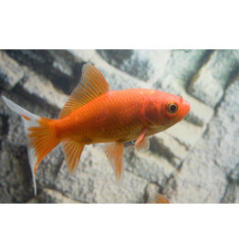 Goldfisch  - Carassius auratus "Comet"