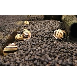 Zebra Apfelschnecke - Asolene spixi