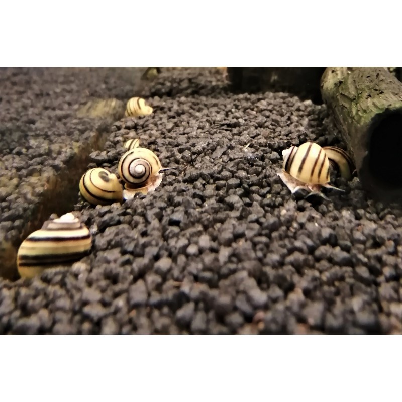 Zebra Apfelschnecke Asolene spixi kaufen im Aqua Online Shop