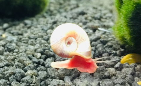 Posthornschnecke Planorbarius corneus "Rosa" kaufen im Aqua