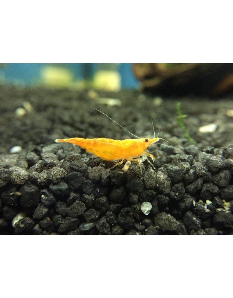 Zwerggarnele - Neocaridina davidi "Orange"