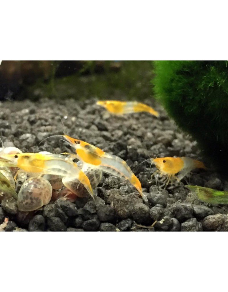 Zwerggarnele - Neocaridina davidi "Orange Rili"
