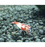 Zwerggarnele - Neocaridina davidi "Red Rili"