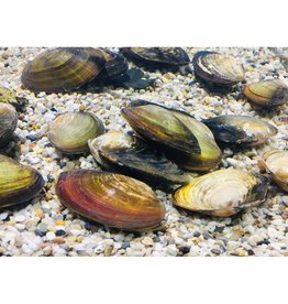 Tiere für den Gartenteich kaufen im Aqua Online Shop