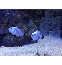 Falscher Clownfisch - Amphiprion ocellaris "Snow Storm"