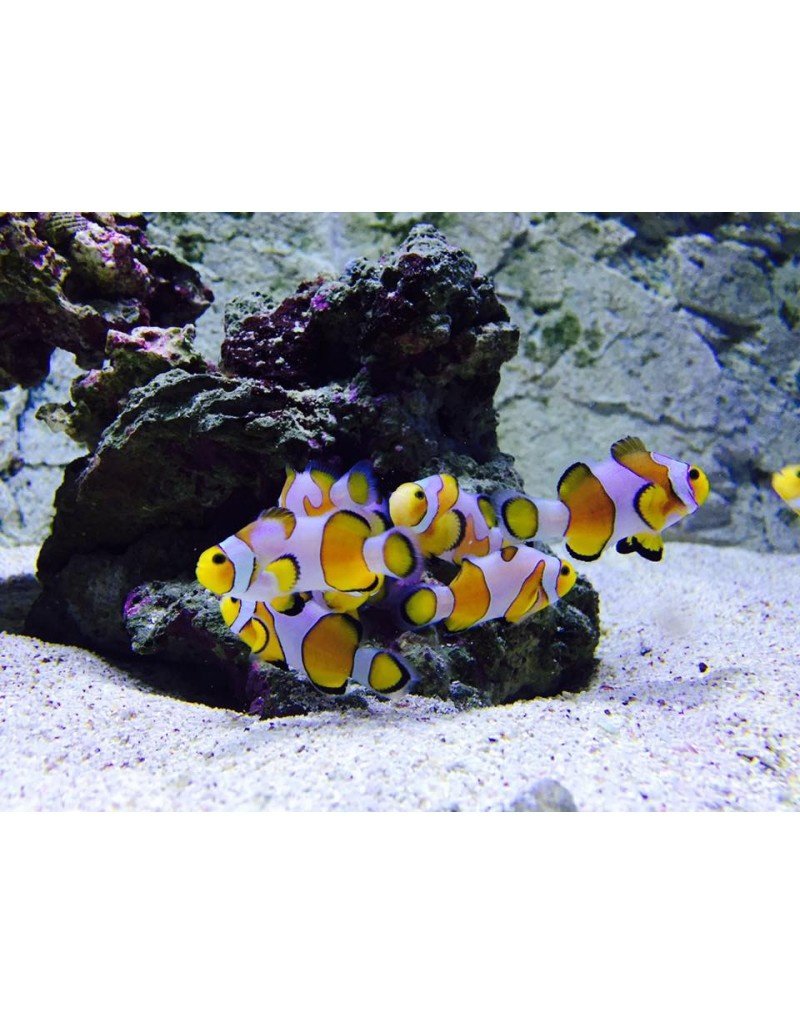 Falscher Clownfisch - Amphiprion ocellaris "Fancy White"