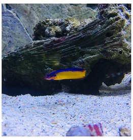 Aldabra Zwergbarsch - Pseudochromis aldabraensis