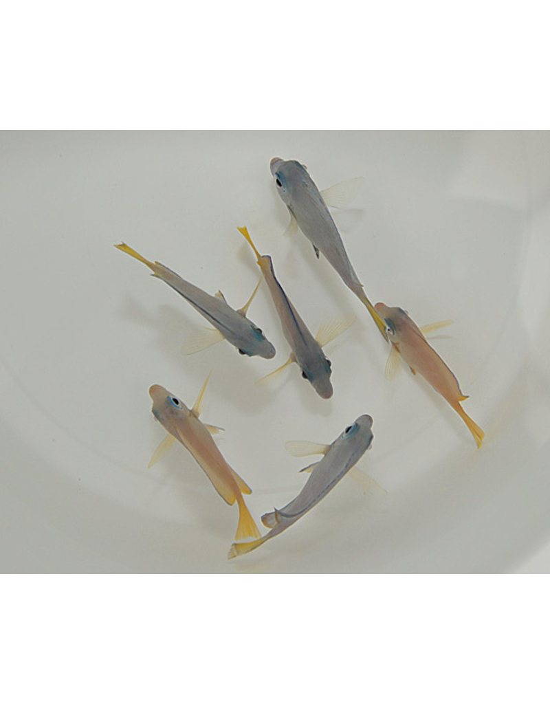 Blauer Doktorfisch  - Acanthurus coeruleus