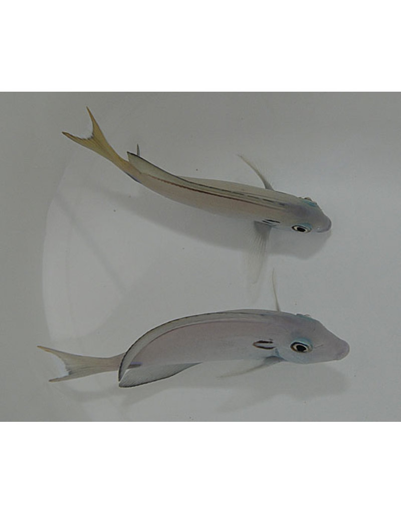 Kreisdorn Doktorfisch - Acanthurus tennenti