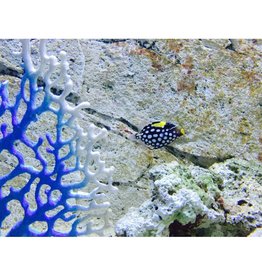 Leopard Drückerfisch - Balistoides conspicillum