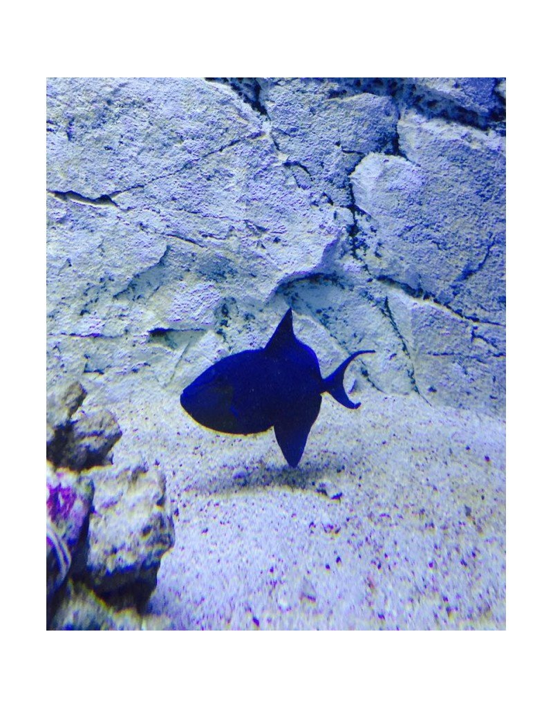 Rotzahn Drückerfisch - Odonus niger