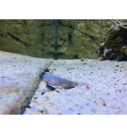 Zitronengrundel - Cryptocentrus cinctus "Nachzucht"