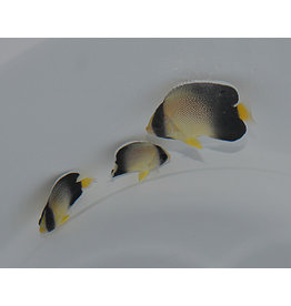 Indischer Rauchglas Kaiserfisch - Apolemichthys xanthurus