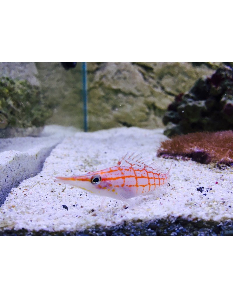 Langschnäuziger Korallenwächter - Oxycirrhites typus