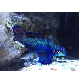 Mandarinfisch - Pterosynchiropus splendidus "Weibchen"