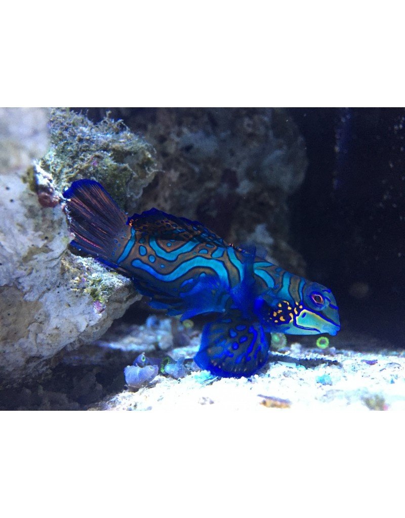 Mandarinfisch - Pterosynchiropus splendidus "Weibchen"